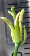  Stamens and Pistil